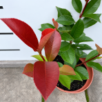 Červienka Fraserova (Photinia × fraseri) ‘RED ROBIN TOSCANA’ - výška 20-30, kont. C2L